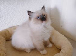 Seal point mitted ragdoll kittens