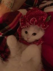 Persian Ragdoll Cat