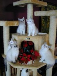 Ragdoll Cats For Sale or Adoption Texas