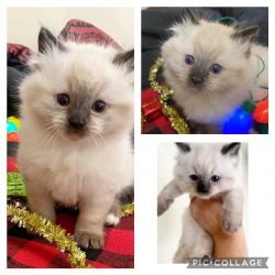 Adorable 100 % Ragdoll brothers! Available Now!