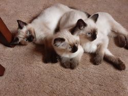 Ragdoll/Siamese mix kittens for Christmas and the New Year