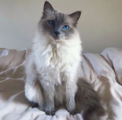 Hi everyone my cute Ragdoll is available for rehoming