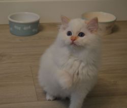 Flame mitted male ragdoll