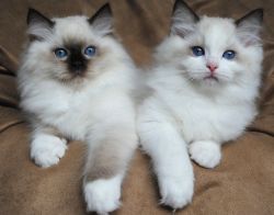 Home-Raised Ragdoll Kittens