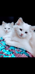 Gorgeous Ragdoll Kittens - Two Female