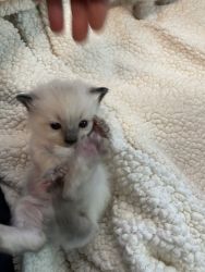 Rehoming 8 week old Ragdoll kittens
