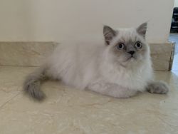 Persian male 4months old