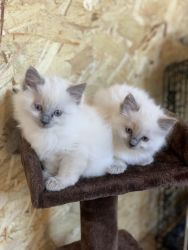 For sale, registered kittens