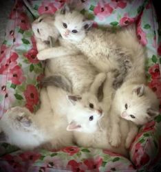 Adorable Ragdoll kittens TICA registered