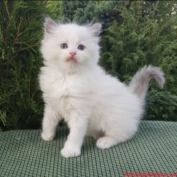 Available kittens for sale in USA