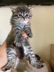 Ragdoll -Persian kittens