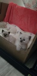 Ragdolls kittens