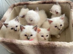 7 stunning and healthy Rag-doll kittens
