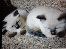 4 Ragdoll kittens for sale
