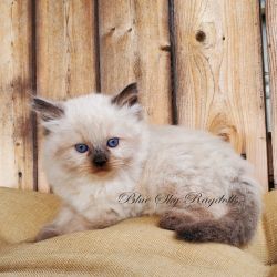 Male Ragdoll kitten, TICA Registered