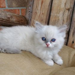 Female Ragdoll Kitten, TICA Registered
