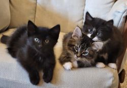 Mixed ragdoll kittens