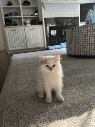 Pure Bred White Ragdoll Kitten