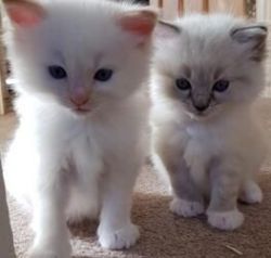 Adorable Ragdoll Kittens