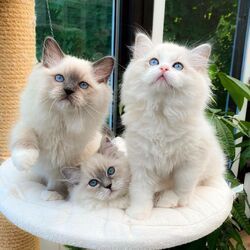 Adorable Ragdoll Kittens For Sale
