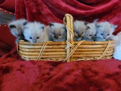 Ragdoll kittens