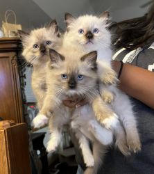 TICA Ragdoll Kittens in Missouri