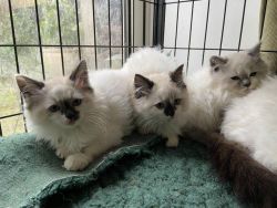 Ragdoll kittens looking for loving homes
