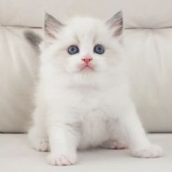 Caring Ragdoll Kittens for sale