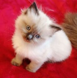 Lovely Ragdoll kittens for Sale
