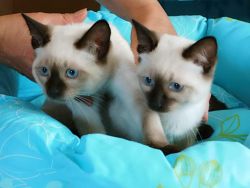 Male and female Ragdoll kitten now available .