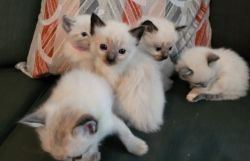Cute male and female Ragdoll Kittens