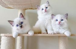 Blue eyes Ragdoll kittens