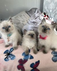 Ragdolls Kittens for sale