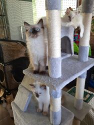 Pedigree Ragdoll kittens with papers - only 3 left!