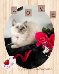 Reserved Camellia- Blue Pointed/Mitted Female