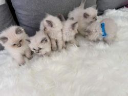 Home Raised Ragdoll Kittens
