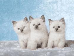 Caring Ragdoll Kittens