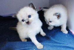 Akin Purebred Blue and Seal Point Ragdoll Kittens