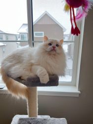 Rehoming Male Flame Bicolor Lynx Ragdoll Cat