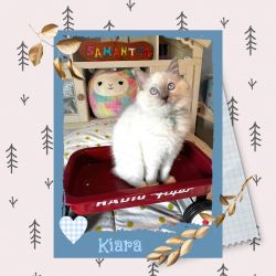 Kiara - Lilac Pointed/Mitted Female