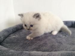 1 male Ragdoll kitten left available