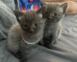 Ragdoll Female Kittens