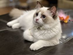 real available RAGDOLL kittens