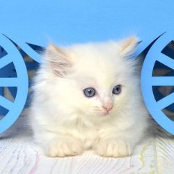 DNA , Health Ragdoll Kittens