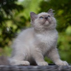 Health Maine coons Kittens
