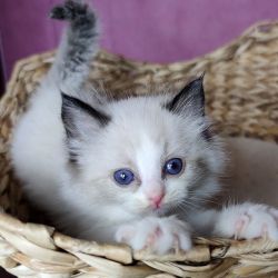 Health Tested Rag doll Kittens