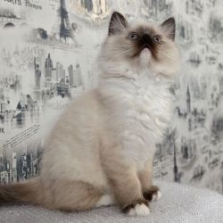 Quality, Health Tested Rag doll Kittens