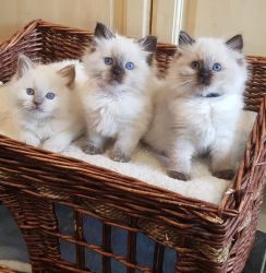 Ragdoll kittens available