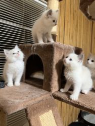 TICA Ragdoll kittens