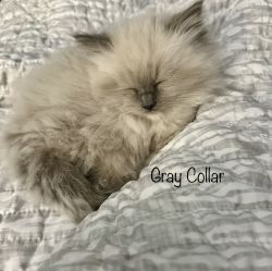 Female Gray Collar Kitten Ready 6/17!